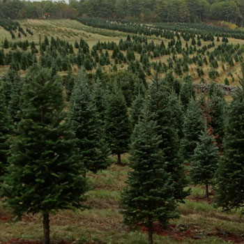 Conley Christmas Tree Farm Images